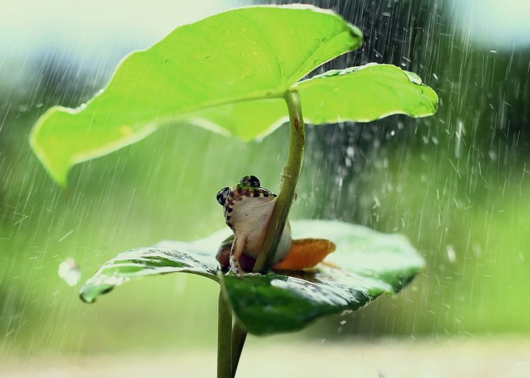 Greenwashing: Biodiversität überholt Klimawandel