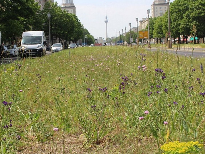Insektenvielfalt auf Berliner Straßenmittelstreifen