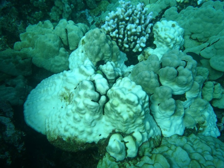 Verheerende Korallenbleiche vor Mexiko