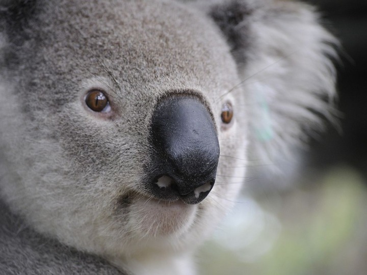 Australien will Börse für Erhalt von Ökosystemen
