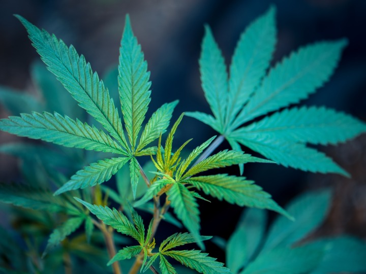 Nachhaltigkeitspotenziale der Cannabispflanze