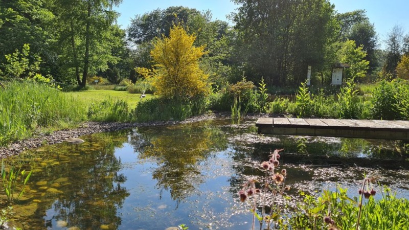 Ausgewachsene Bäume und Ihre Vorteile  