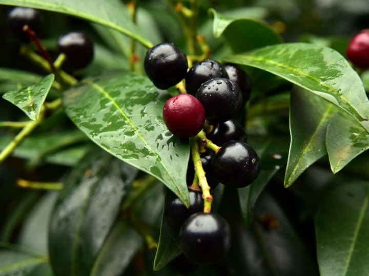Schweiz verbietet den Kirschlorbeer