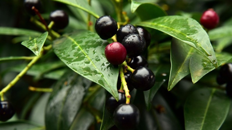 Schweiz verbietet den Kirschlorbeer