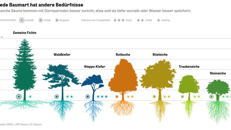 Wo Deutschlands Bäume verschwinden