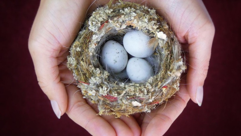 Hat Naturschutz ein Problem mit falschen Zahlen?