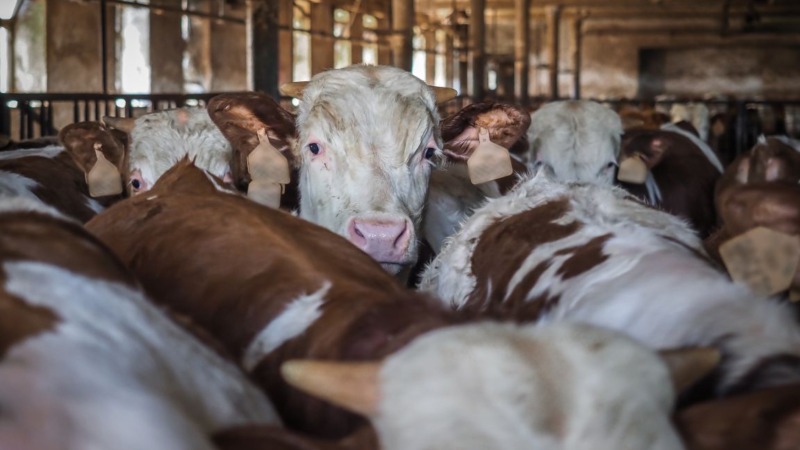 Tierschutz: Lieferando, UberEats & Wolt bitte Gas geben