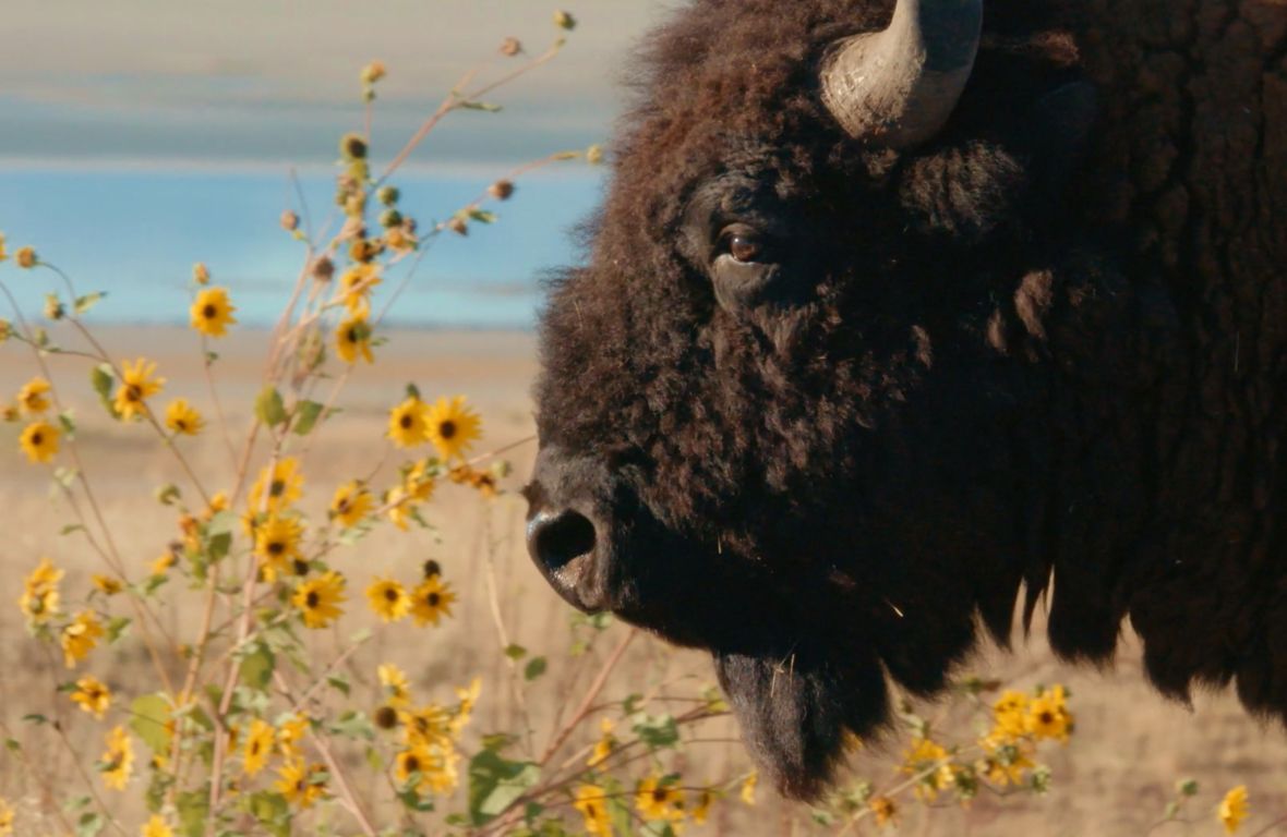 NaturVision: Faszinierendes Kino für die Natur