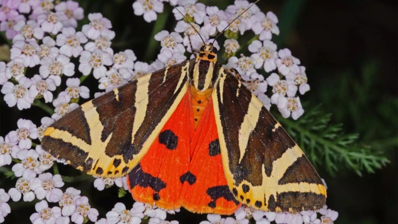 Spanische Flagge ist Schmetterling des Jahres 2025