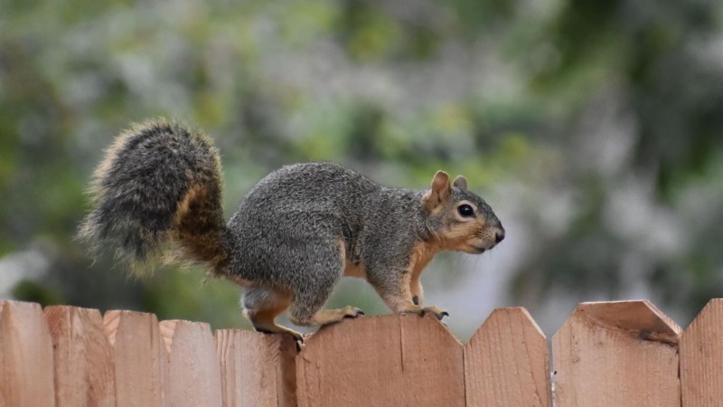 Invasive Arten: Besser als ihr Ruf?