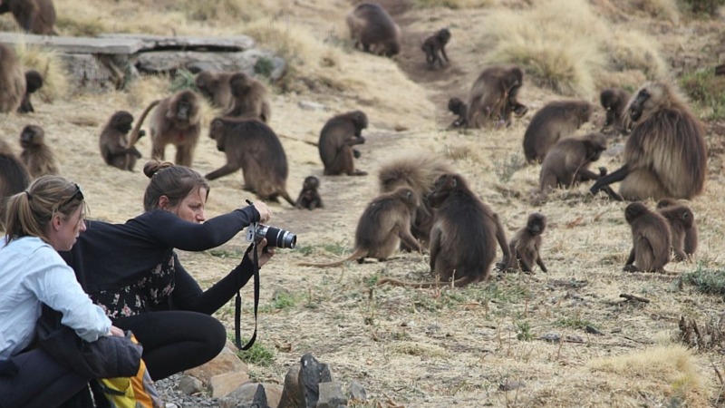 Unsichtbare Risiken: So beeinflussen Tiere Reisepläne
