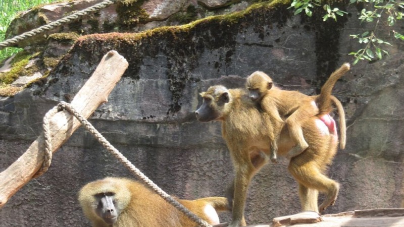 Zoo Nürnberg rechtfertigt Tötung von Pavianen