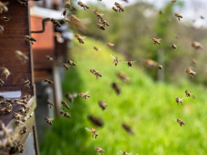 Naturschutz-Kritik am Bienen-Boom in Deutschland