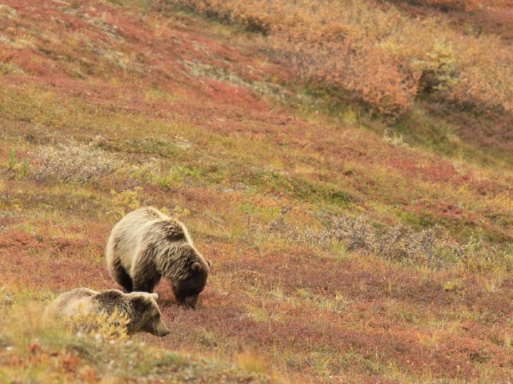 Trump erlaubt Ölbohrung in Schutzgebiet Alaskas