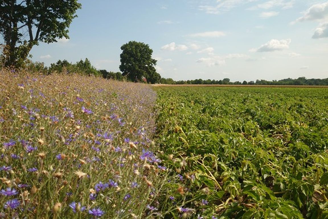 NGO fordern: Biodiversität braucht Politikwechsel