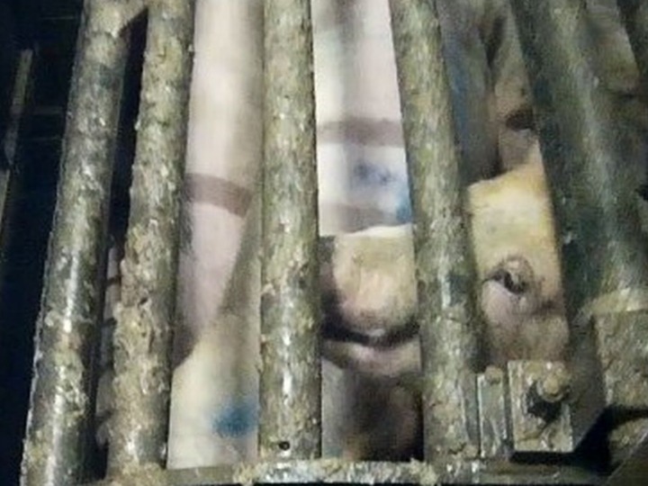 Tierschutz-Petition braucht weitere Unterstützung