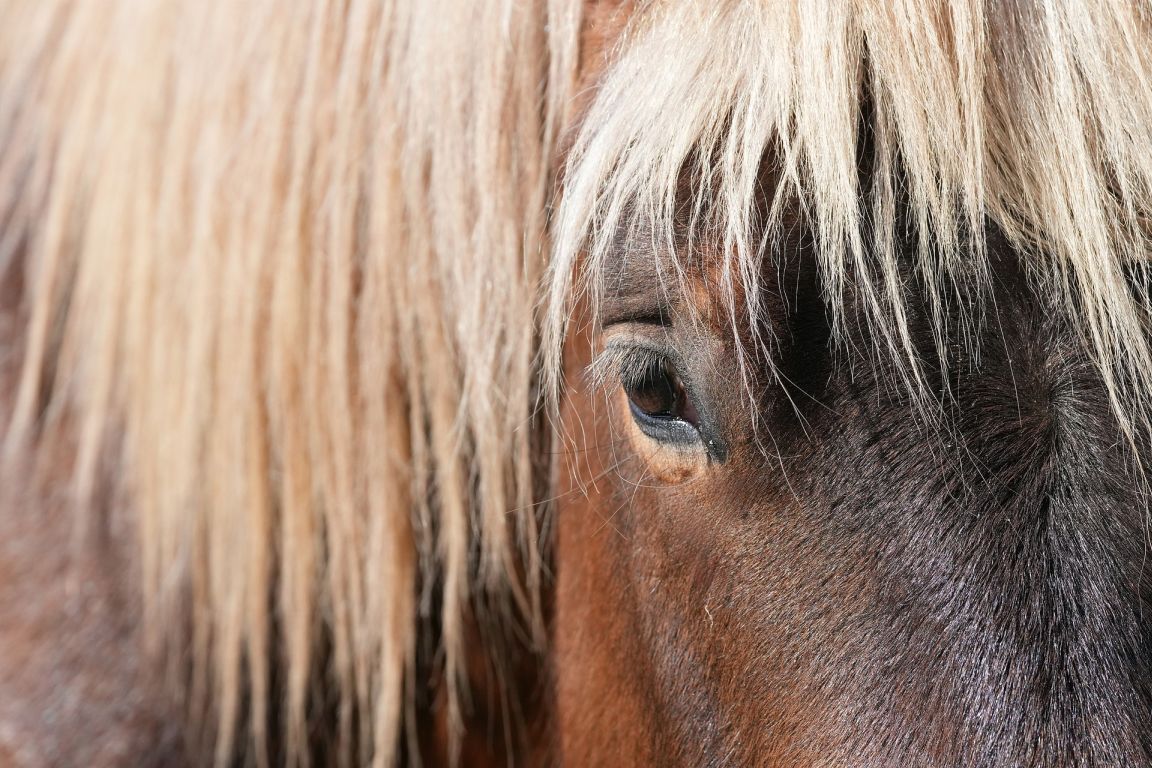 Ergänzungsfuttermittel für Pferde