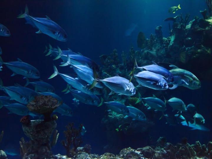 0,1 °C wärmeres Meer tötet 7 Prozent aller Fische