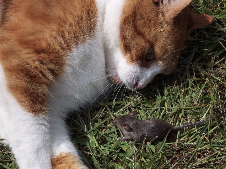 Tierkämpfe auf Social-Media: „Insect wars“