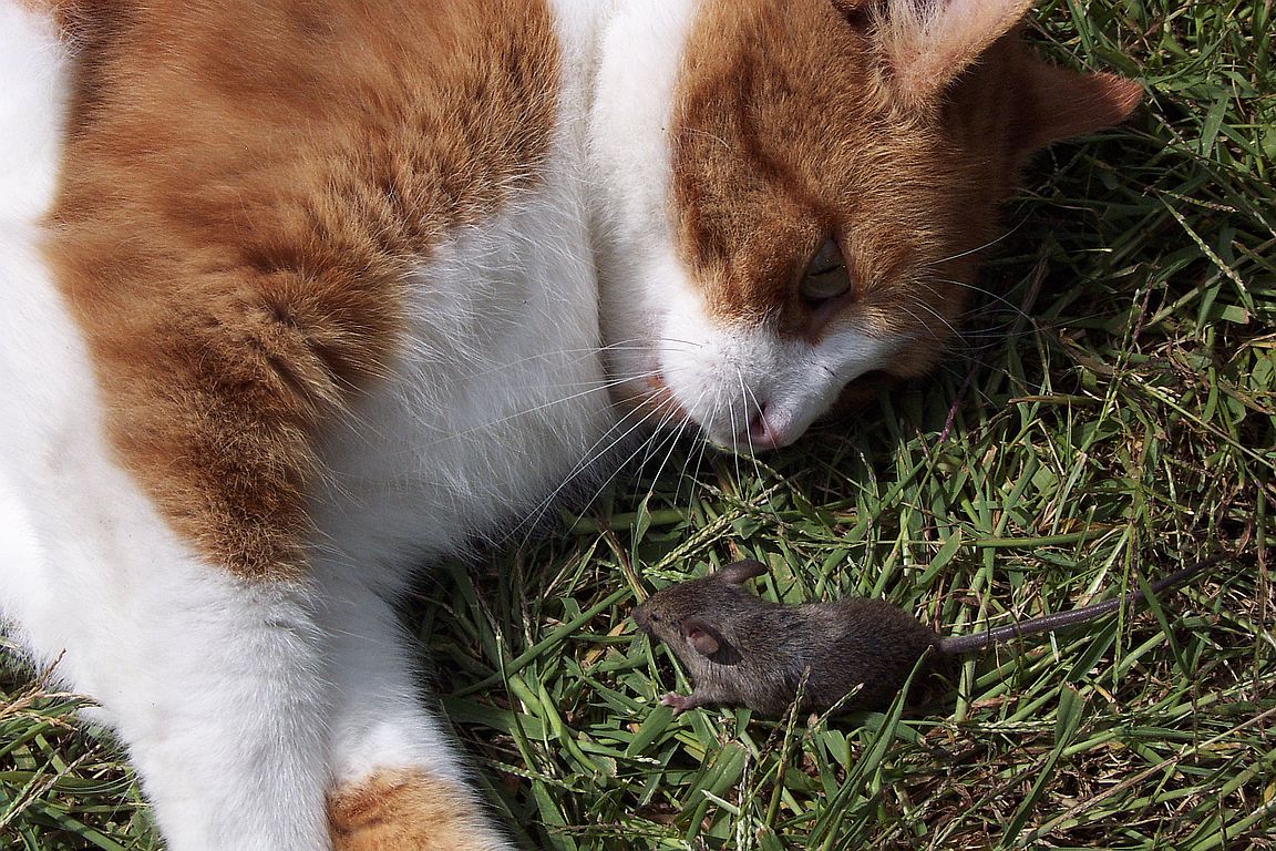 Tierkämpfe auf Social-Media: „Insect wars“