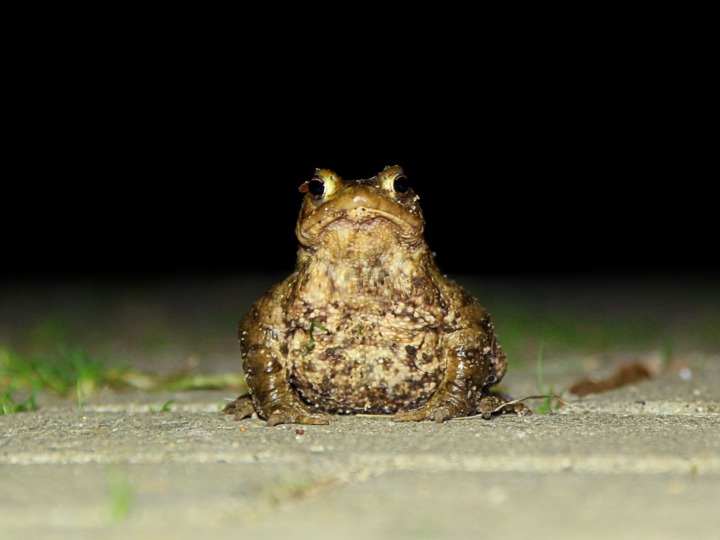 Kröten auf der Straße: BUND bittet um Vorsicht