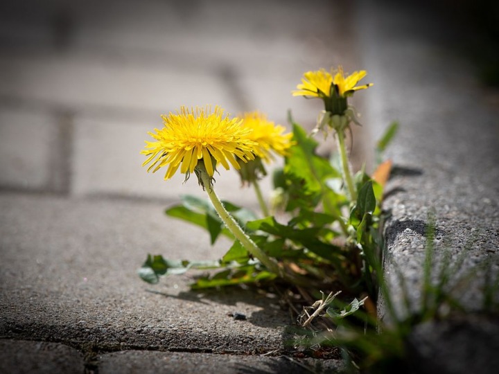 Hamburg ruft zum Entsiegeln und Begrünen auf