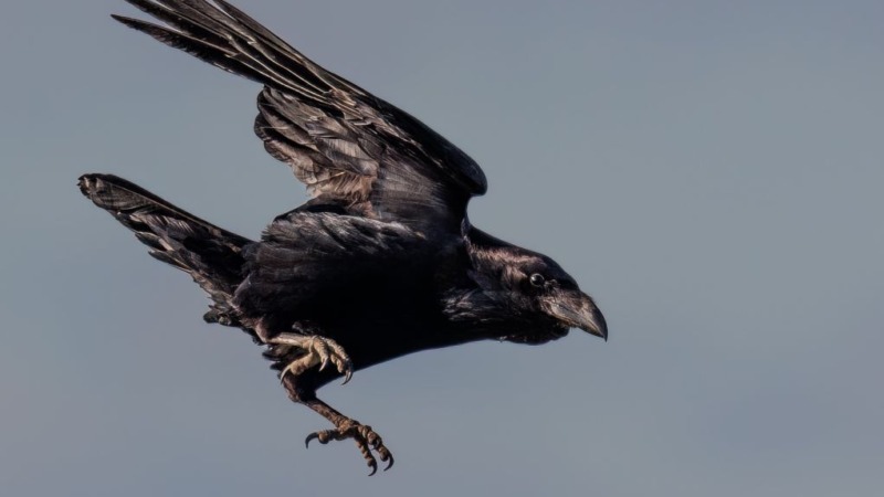Darum attackieren Krähen manchmal Menschen