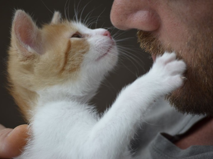 EU schützt Hunde und Katzen vor illegalem Handel