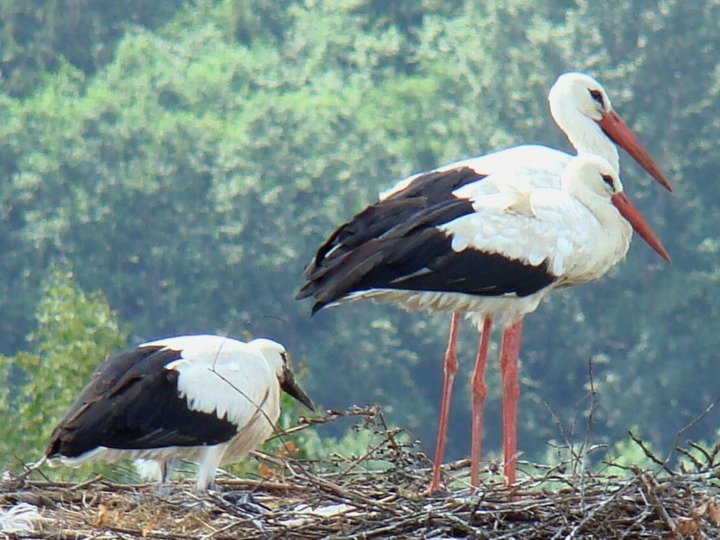 Darum gibt es wieder so viele Störche