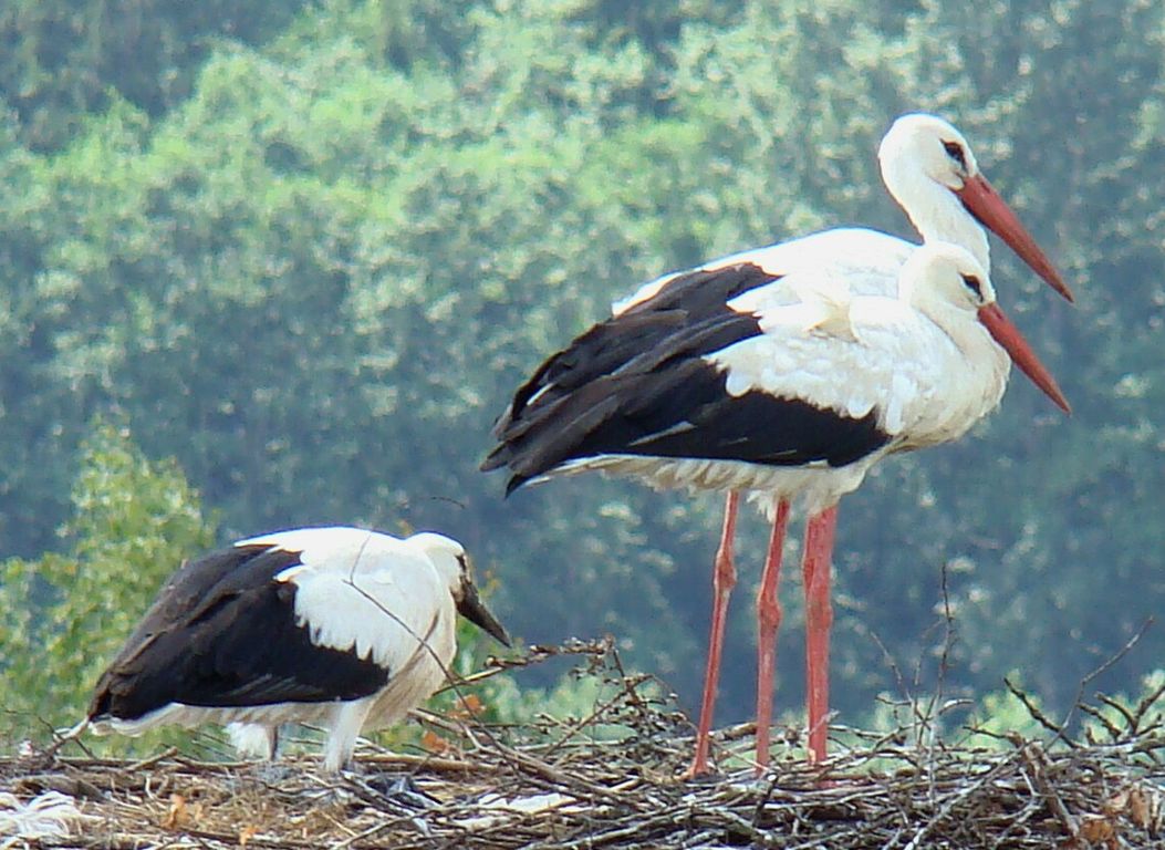 Darum gibt es wieder so viele Störche