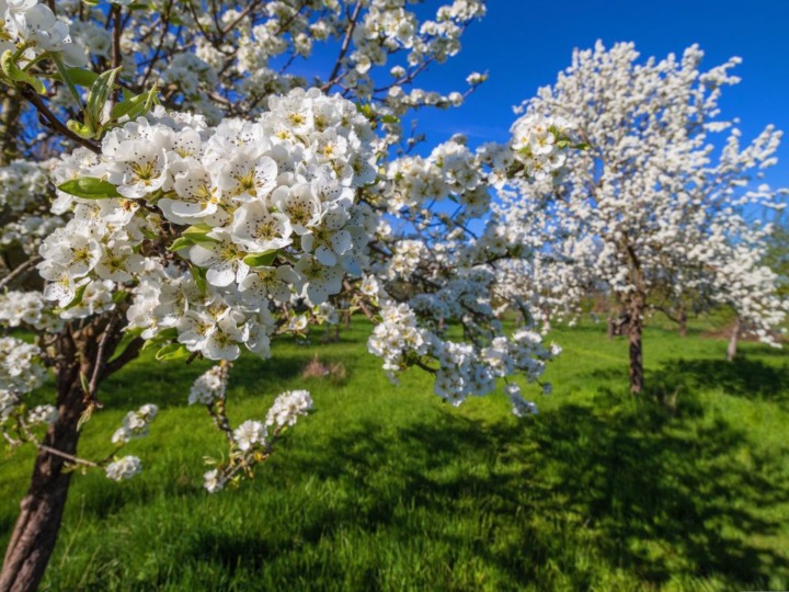 Streuobstwiese: Schön und artenreich, aber bedroht