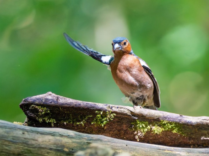 Naturgeräusch aus dem Wald fürs positive Gefühl