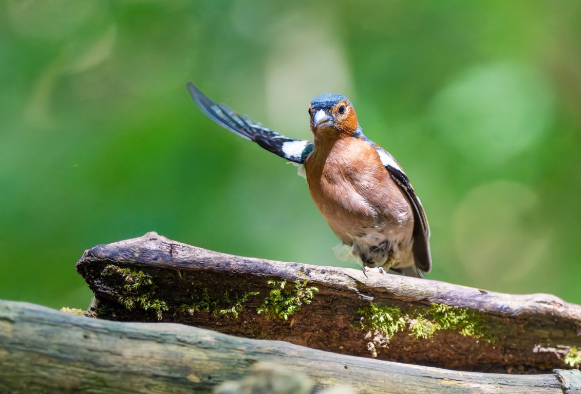 Naturgeräusch aus dem Wald fürs positive Gefühl