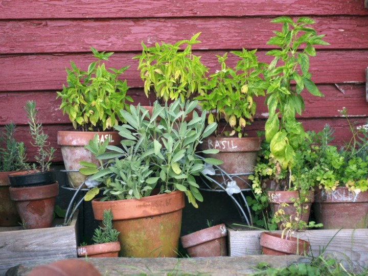 Vom Garten auf den Teller – ins Wohlbefinden