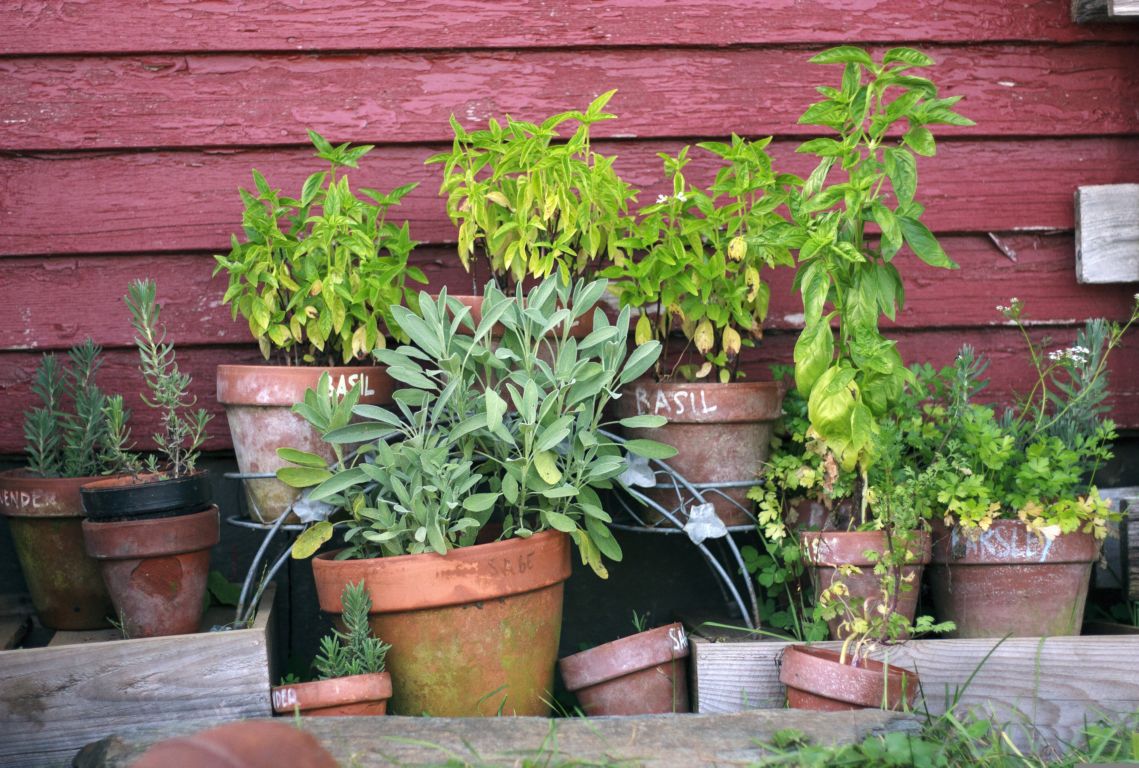 Vom Garten auf den Teller – ins Wohlbefinden