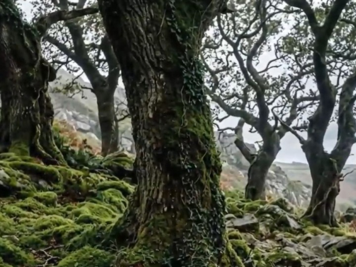 Regenwald in Cornwall ist eine Schatzkammer