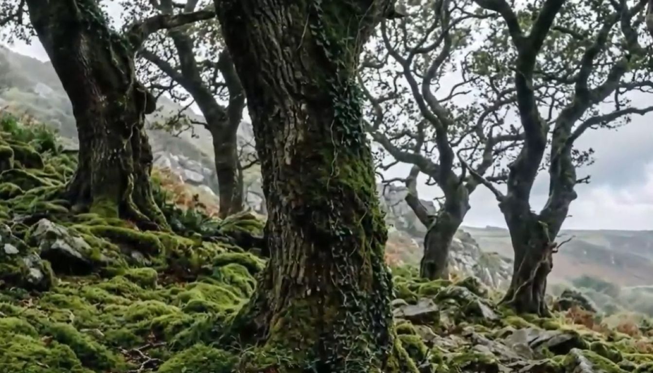 Regenwald in Cornwall ist eine Schatzkammer