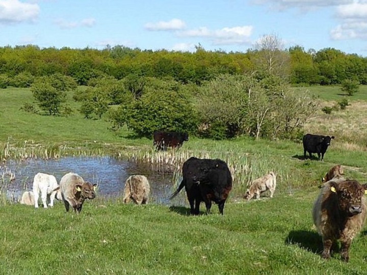 Beweidung stärkt Artenvielfalt