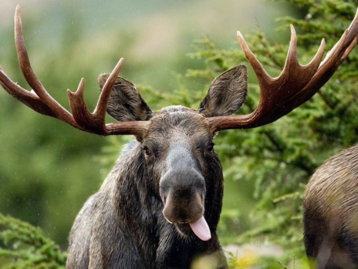 Überraschung im Wald: Elche kehren zurück