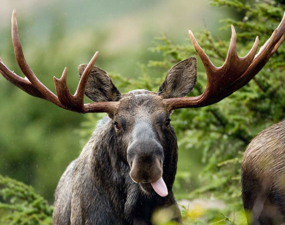 Überraschung im Wald: Elche kehren zurück