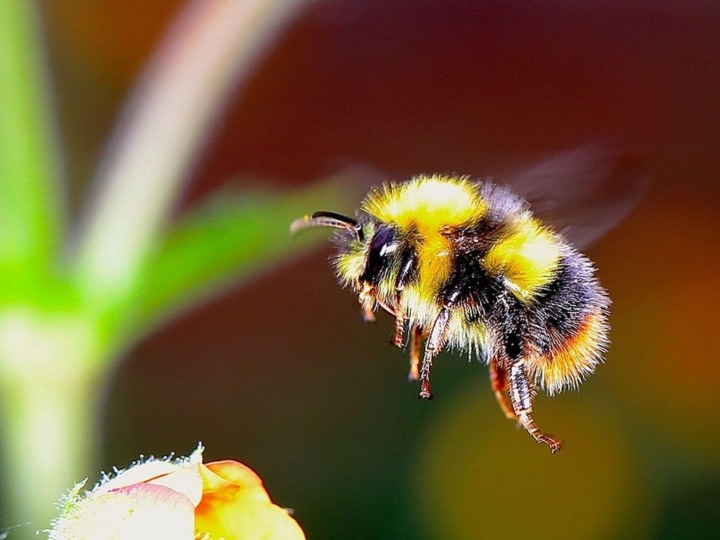 Hummel-Challenge: Jede Beobachtung zählt!
