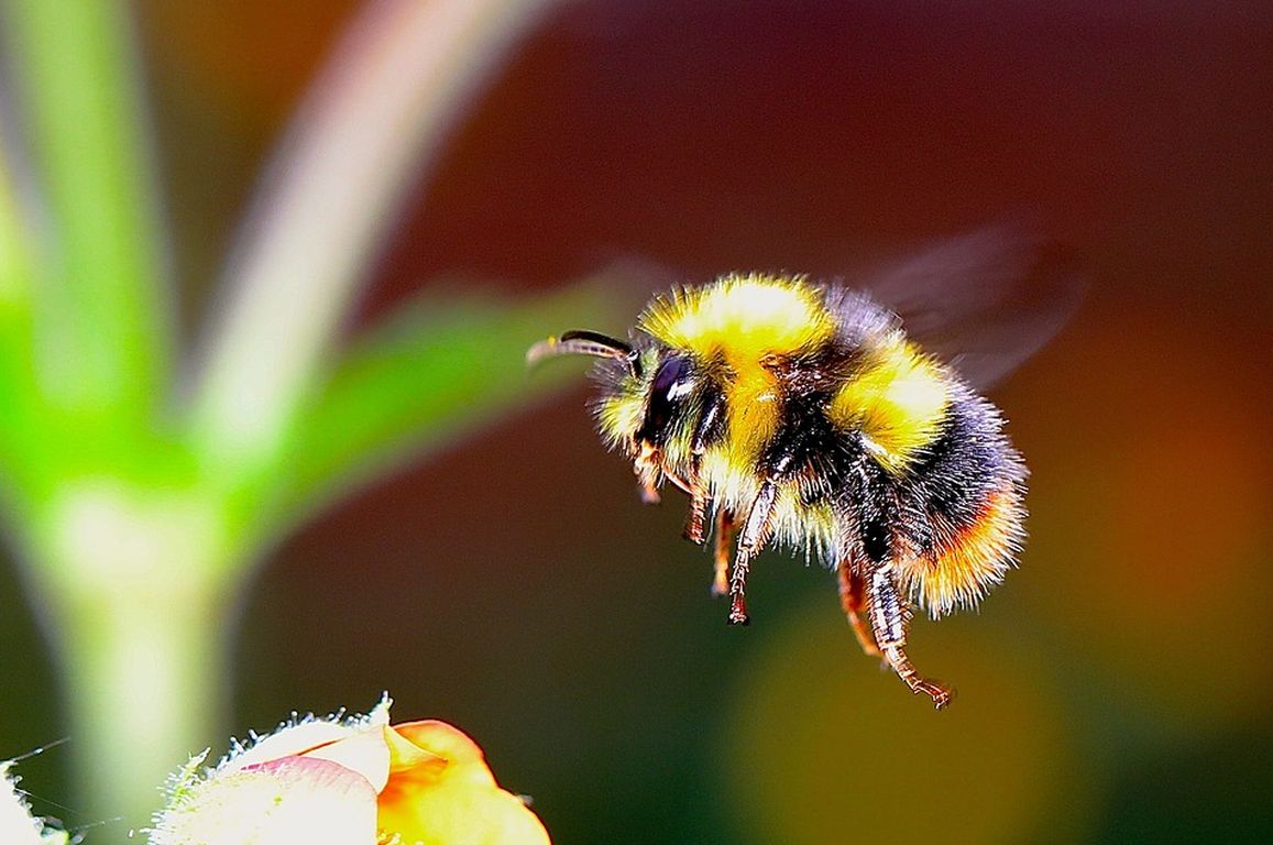 Hummel-Challenge: Jede Beobachtung zählt!