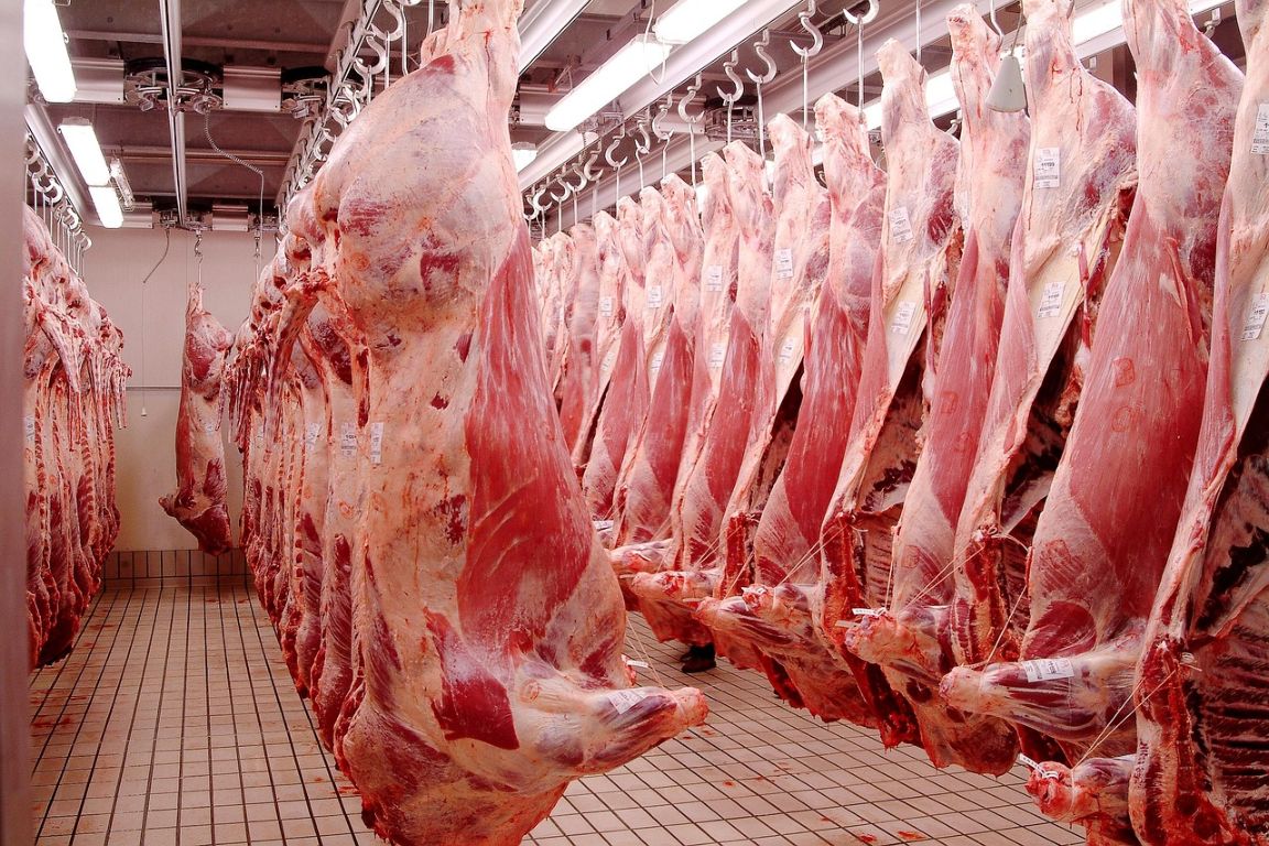 Tierschützer haften für heimliche Schweinevideos