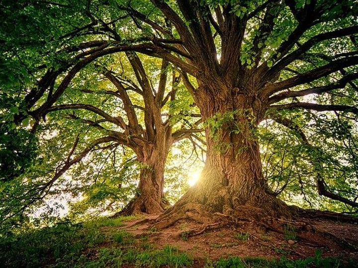 Rechte der Natur sollen ins EU-Recht