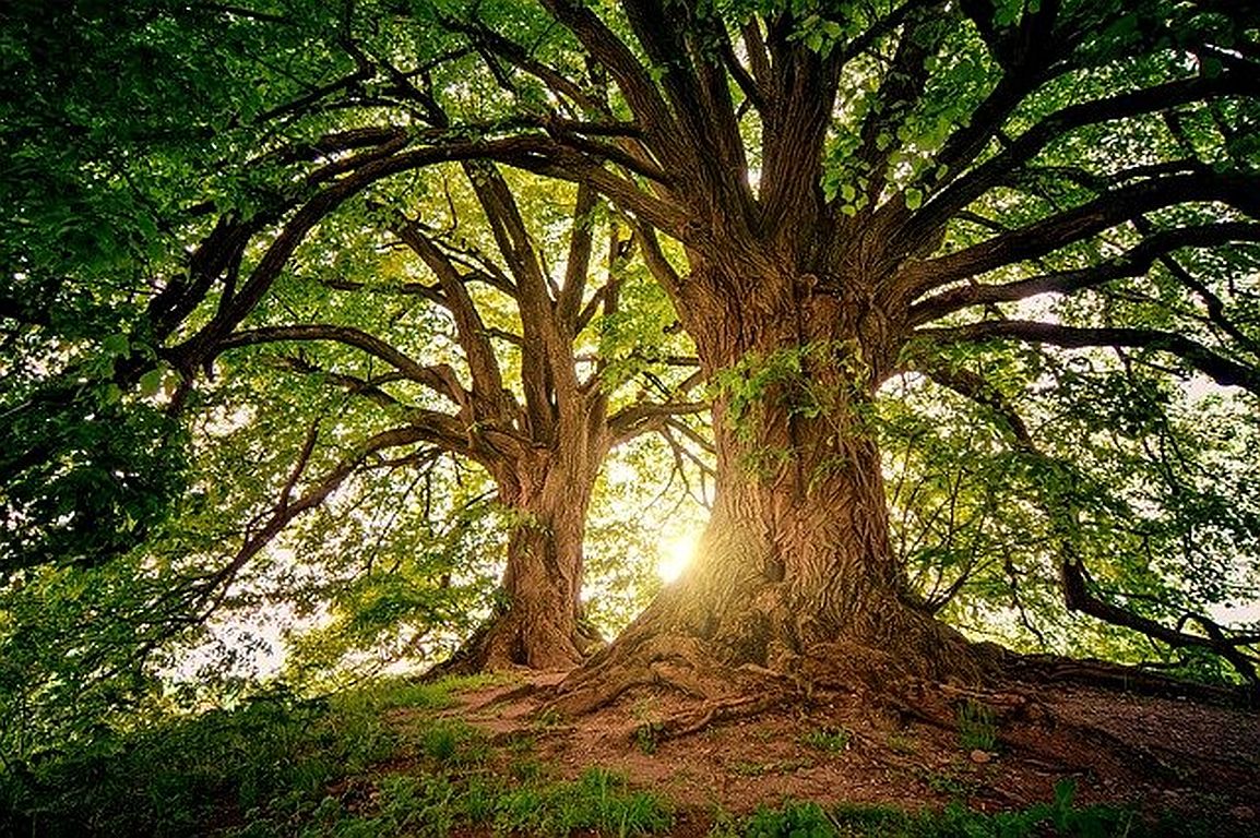 Rechte der Natur sollen ins EU-Recht
