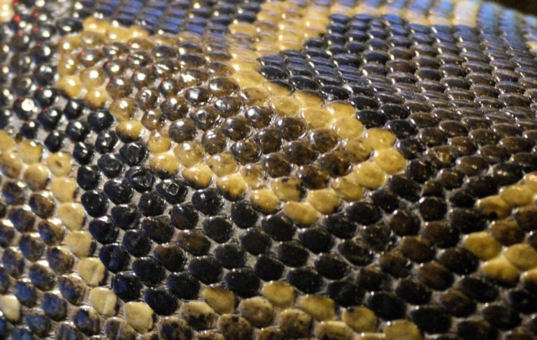 Pro Wildlife: Keine Mitbringsel aus bedrohten Arten