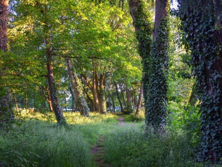 Wohlleben: „Erzeugen Waldbrände der Zukunft“
