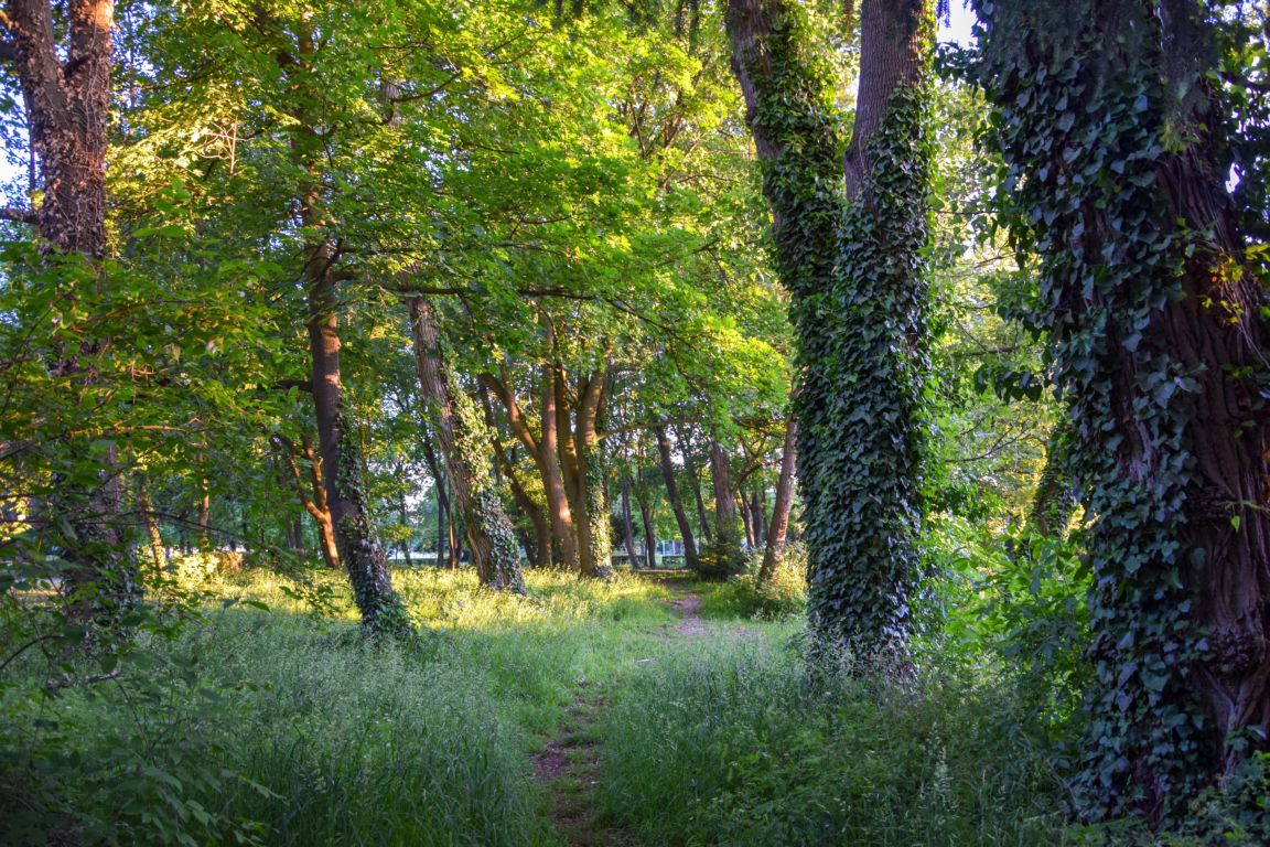Wohlleben: „Erzeugen Waldbrände der Zukunft“