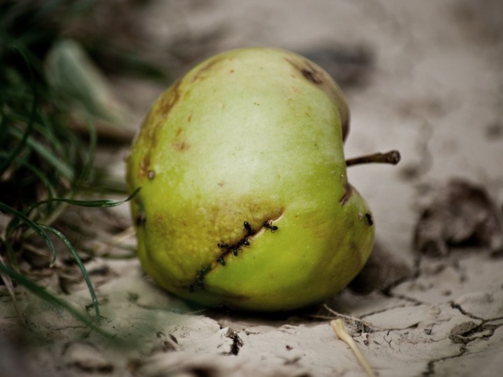 Frankreich: Auf „hässliches Obst“ gibt’s Rabatt