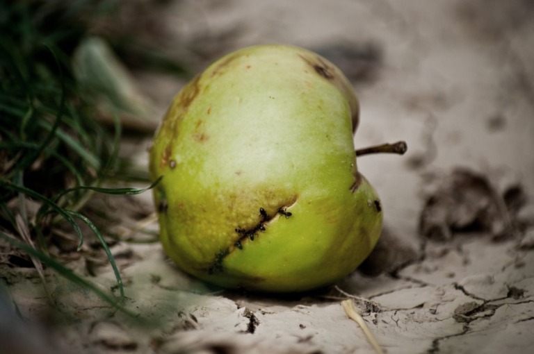Frankreich: Auf „hässliches Obst“ gibt’s Rabatt